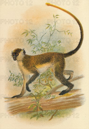 'Green Guenon', 1897. Artist: Henry Ogg Forbes.