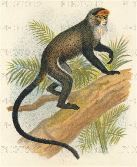 'De Brazza's Guenon', 1897. Artist: Henry Ogg Forbes.