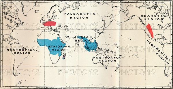 'Lemuroidea - I. Map, Showing the distribution of Living (Blue) and Fossil (Red)', 1897. Artist: Unknown.