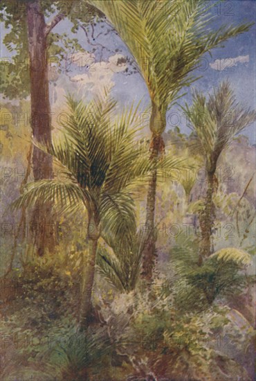 'New Zealand Forest', 1924. Artist: Unknown.