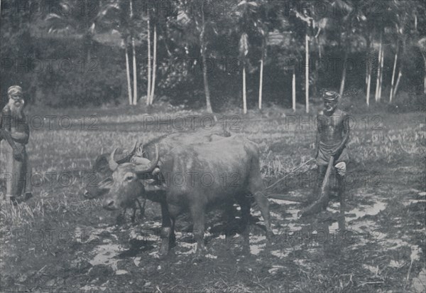 'Cultivating Rice', 1924. Artist: Topical Press Agency.