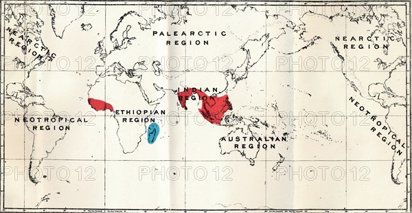 'Lemuroidea -  III. Map, Showing the distribution of the Family Chiromyidae and of the Sub-families  Artist: Unknown.