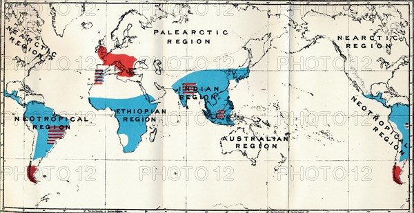 'Lemuroidea - IV. Map, Showing distribution of Living (Blue) and Fossil (Red) Anthropoidea ', 1897. Artist: Unknown.