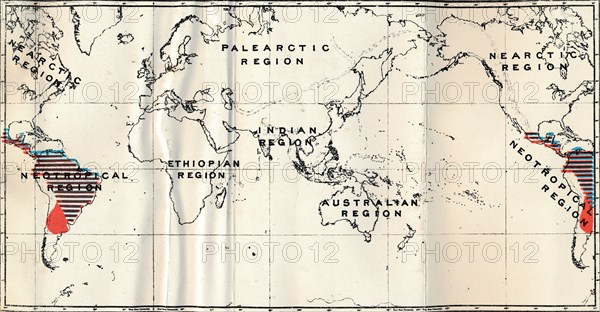 'Anthropoidea - V. Map distribution of Families Hapalidae (Red), and Cebidae (Blue), 1897. Artist: Unknown.