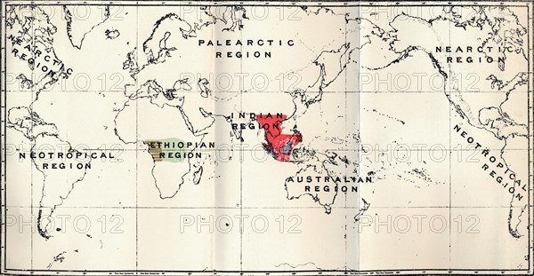 'Anthropoidea - Hylobates (Red), Simia (Blue), Gorilla (Brown), Anthropopithecus (Green)', 1897 Artist: Unknown.