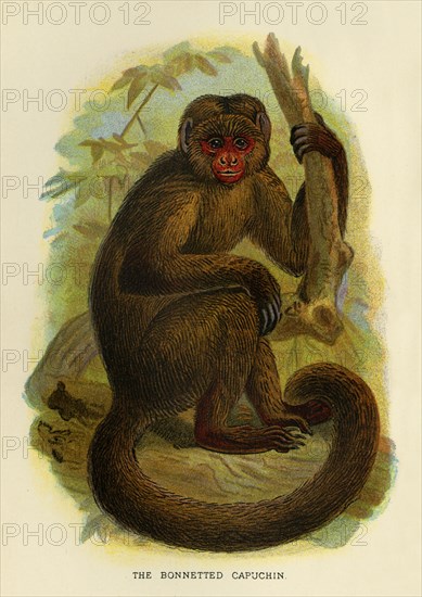 'The Bonneted Capuchin', 1896. Artist: Henry Ogg Forbes.