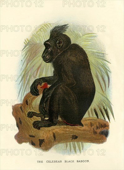 'The Celebean Black Baboon', 1896. Artist: Henry Ogg Forbes.