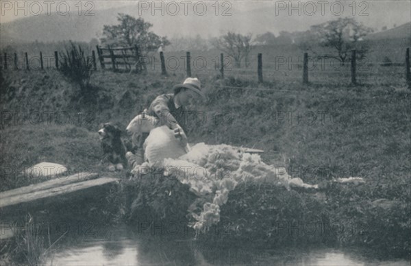 'Sheep Shearing', 1910. Artist: C Reid.