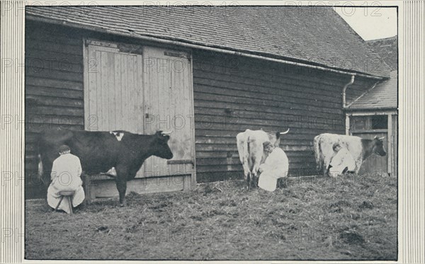 'Milking Cows', 1910. Artist: Pictorial Agency.