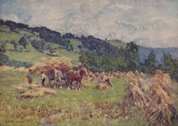 'A Cornfield', 1910. Artist: George F Nicholls.