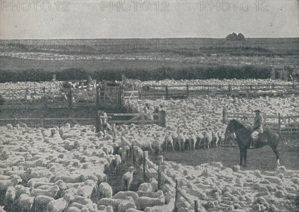 'Sheepfolds in Australia', 1910. Artist: Unknown.