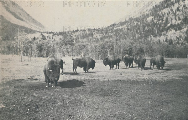 'Bison', 1916. Artist: Unknown.