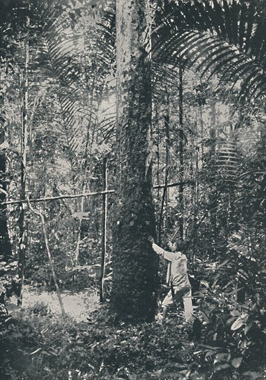 'Collecting Rubber', 1916. Artist: Unknown.