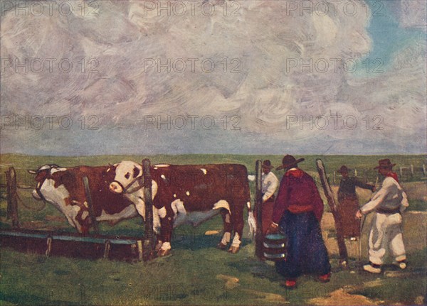 'Pedigree Oxen on a a Lemco Estancia', 1916. Artist: A S Forrest.
