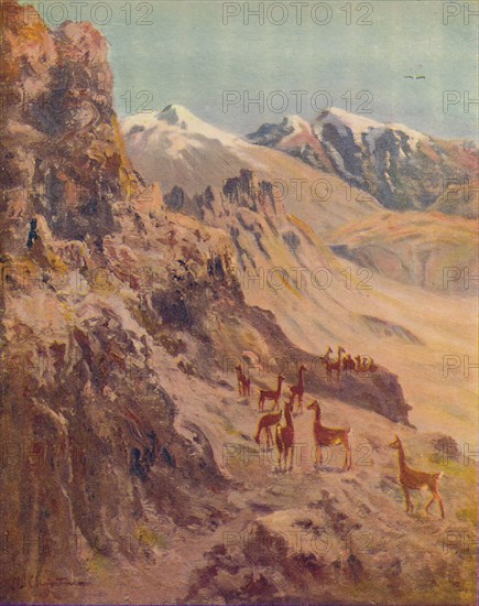 'Guanaco', 1916. Artist: E.W Christmas.