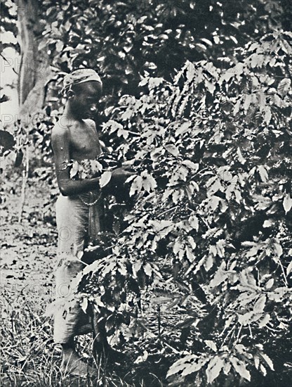 'Picking Coffee', 1916. Artist: Unknown.