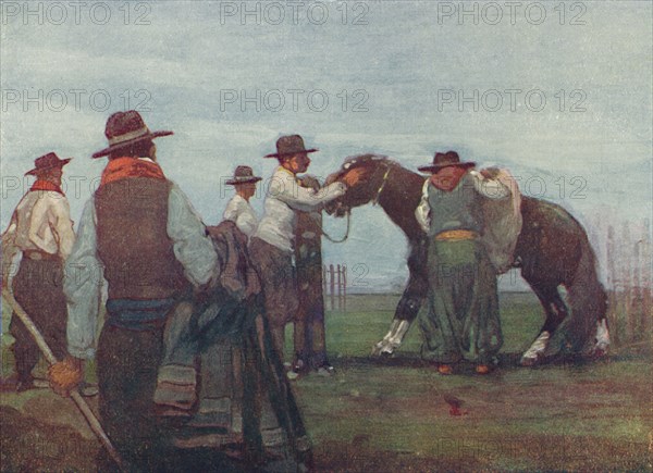 'Gauchos Breaking in a Young Horse', 1916. Artist: A S Forrest.