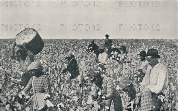 'Picking Cotton', 1916. Artist: Underwood & Underwood.