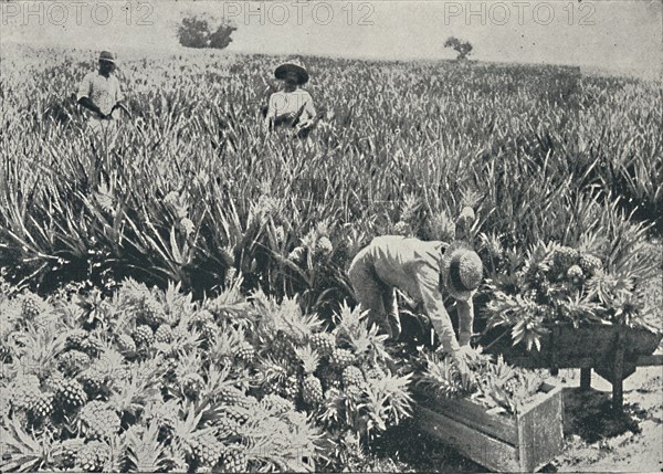 'Pine-Apple Plantation', 1916. Artist: Unknown.