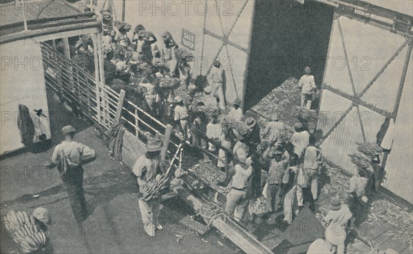 'Natives loading bananas at Kingston, Jamaica, chant Scottish psalms', 1937. Artist: Unknown.