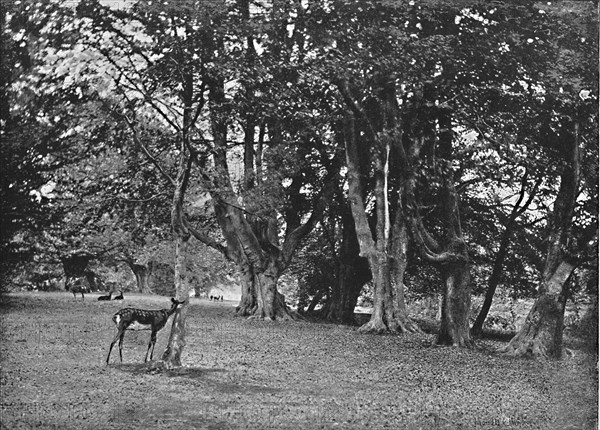 'Epping Forest: Beech Wood, Near High Beech', c1896. Artist: Christopher George Cutchey.