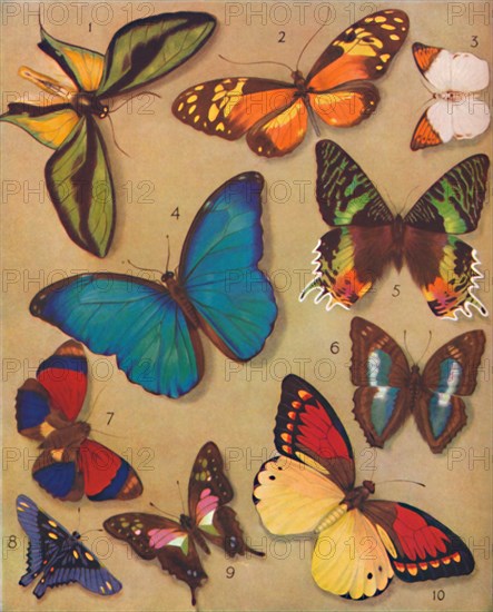 'The Marvellous Colour of the Butterflies', 1935. Artist: Unknown.