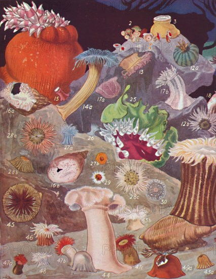 'Over Fifty Varieties of Sea Anemones', 1935. Artist: Unknown.