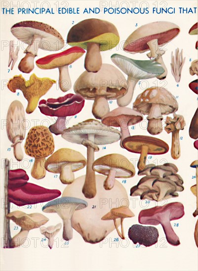 'The Principal Edible and Poisonous Fungi In The British Isles', 1935. Artist: Unknown.