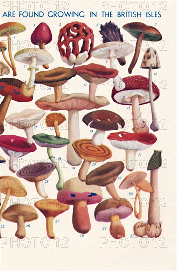 'The Principal Edible and Poisonous Fungi In The British Isles', 1935 . Artist: Unknown.