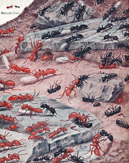 'A Fierce Slave Raid In The Ant World', 1935. Artist: Unknown.