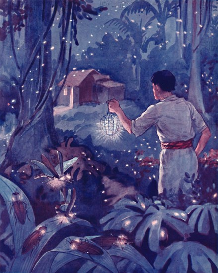 'Tropical Fireflies as Dancing Points of Light', 1935. Artist: Unknown.