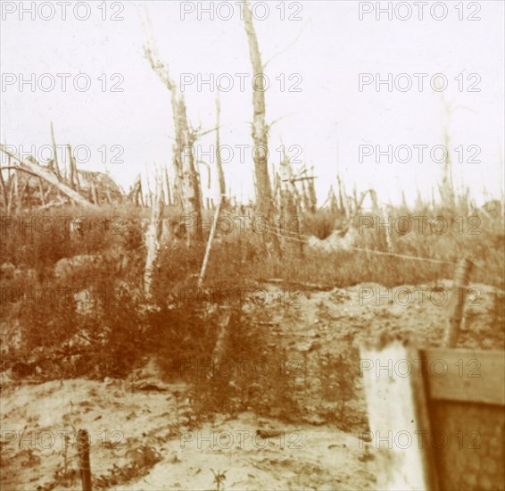 Blasted wood, Nieuwpoort, Flanders, Belgium, c1914-c1918. Artist: Unknown.