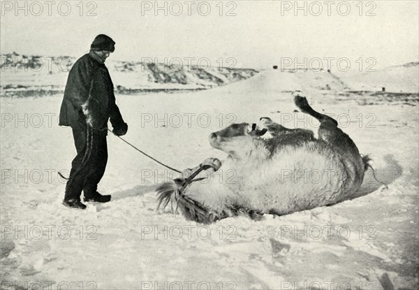 'Cherry-Garrard Giving His Pony 'Michael' A Roll in the Snow', c1911, (1913). Artist: Herbert Ponting.