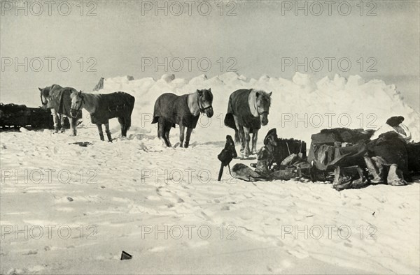 'Ponies Behind Their Shelter in Camp on the Barrier', 1911, (1913). Artist: Robert Falcon Scott.