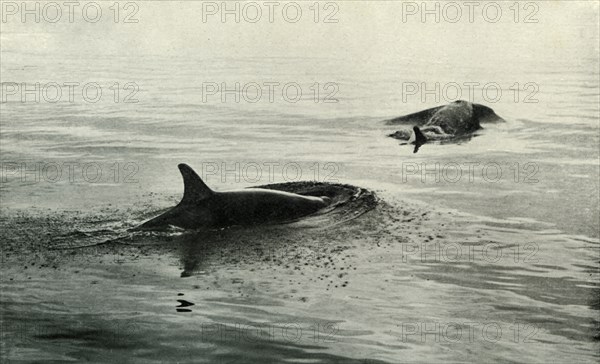 'Killer Whales Rising To Blow', c1910?1913, (1913). Artist: Herbert Ponting.