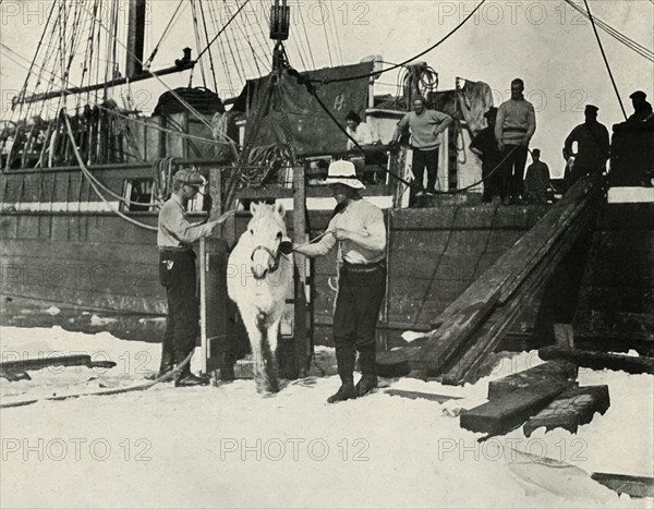 'Disembarking the Ponies', c1910?1913, (1913). Artist: Herbert Ponting.