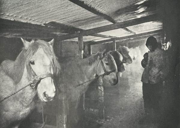 'The Stables in Winter', c1910?1911, (1913). Artist: Herbert Ponting.