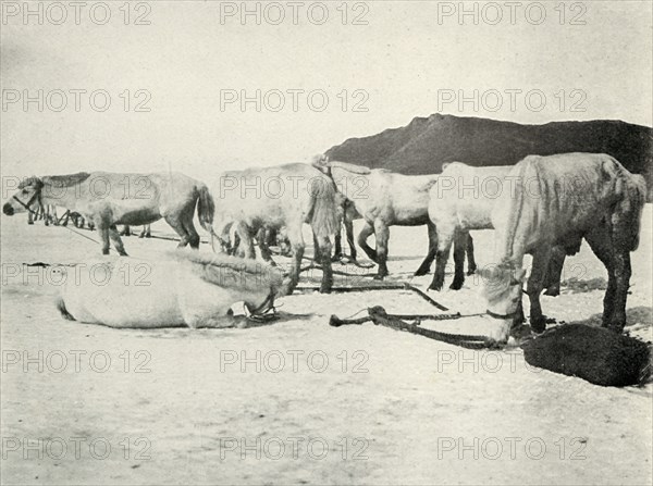 'Ponies Tethered Out on the Sea-Ice', c1910?1913, (1913). Artist: Herbert Ponting.