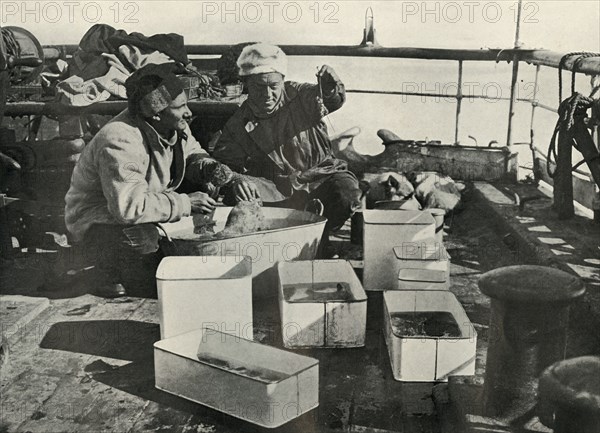 'Lillie and Dr. Levick Sorting a Trawl Catch', c1910?1913, (1913). Artist: Herbert Ponting.