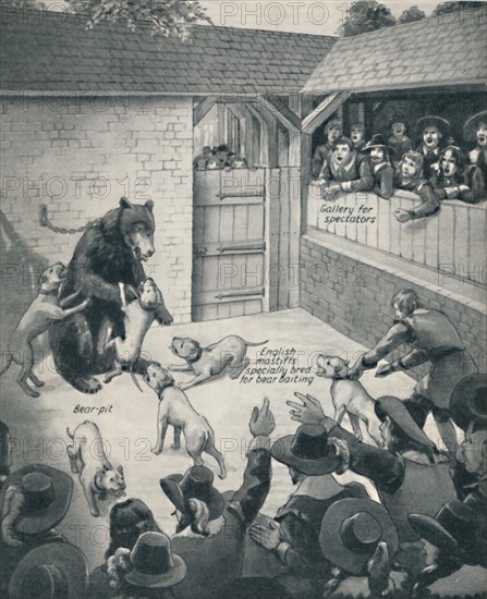 'Bear-Baiting in a Stuart Bear Pit', c1934. Artist: Unknown.