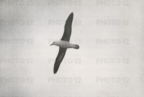 'Albatross Soaring', c1910?1913, (1913). Artist: Herbert Ponting.