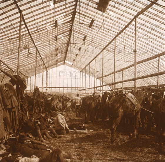 Artillery horses, c1914-c1918. Artist: Unknown.