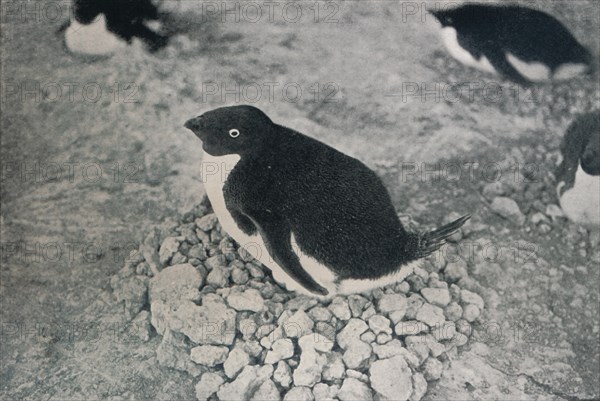 'This Penguin Has An Industrious Mate', c1911, (1913). Artist: Herbert Ponting.