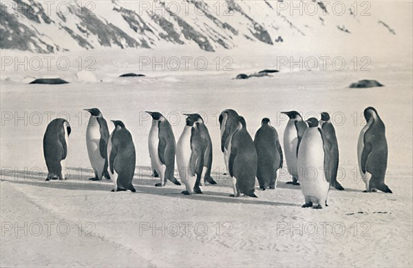 'Emperor Penguins', 1911, (1913). Artist: Frank Debenham.