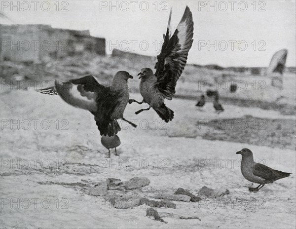 'Skua Gulls Fighting Over Some Blubber', 1911, (1913). Artist: G Murray Levick.