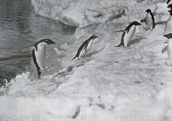 'Penguins Jumping On to The Ice-Foot', c1911, (1913).  Artist: G Murray Levick.