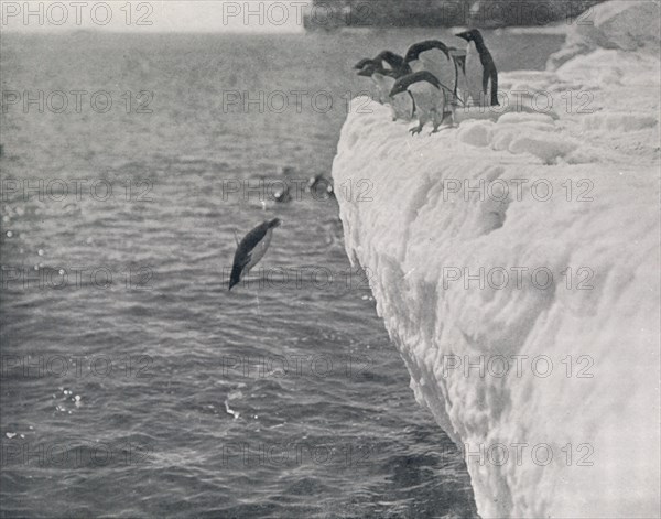 'Penguins Diving', c1911, (1913). Artist: Herbert Ponting.