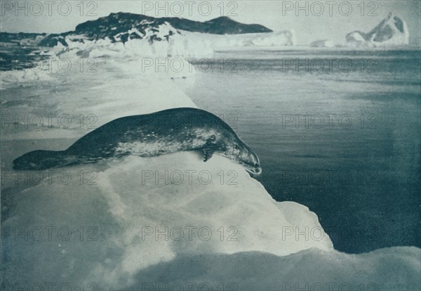 'A Weddell Seal About To Dive', c1911, (1913). Artist: Herbert Ponting.