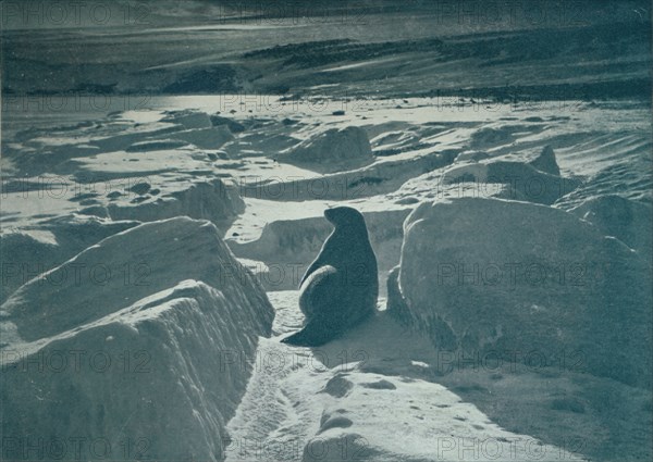 'A Weddell Seal On The Beach', c1911, (1913). Artist: Herbert Ponting.