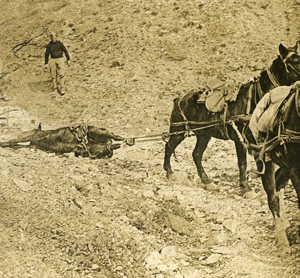 Clearing the battlefield, c1914-c1918. Artist: Unknown.